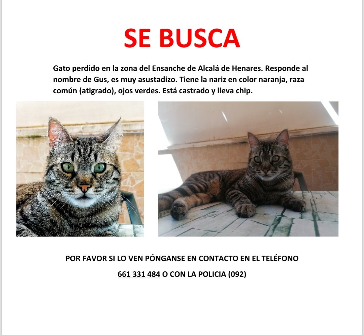 pikaraink's tweet photo. #gato perdido en #AlcalaDeHenares. Por favor, solo quiero que vuelva a casa.
Se escapó el domingo día 8 por la mañana. Fue visto por última vez en la calle Luis Cernuda del barrio del Ensanche. https://t.co/k6fqTrEtCY