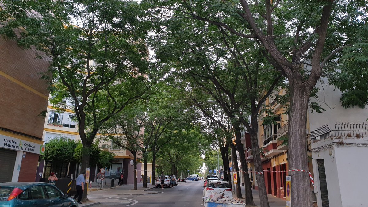 MiguelPerezM's tweet photo. 10 de agosto. 36 grados a las nueve de la noche. Pues resulta que el jueves, en plena ola de calor, podan en Marqués del Nervión, una de las calles con más sombra del barrio. Esos árboles de la foto, concretamente. #SevillaHoy https://t.co/2USvONMjpv