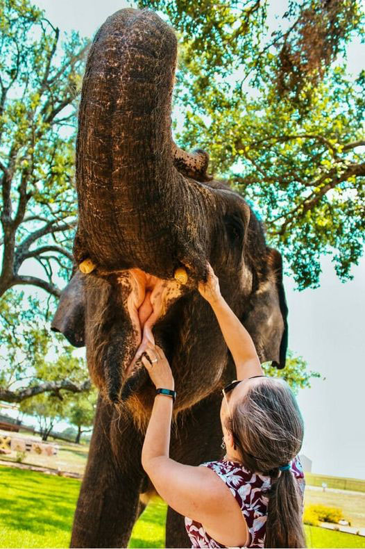 VDFINFO's tweet photo. AVDC Diplomate, Dr. Heidi Lobprise, examined Becky the Asian elephant at the Hill Country Elephant Preserve. Thankfully, Becky's teeth have been well cared for and Dr. Lobprise found no oral issues!https://t.co/02PVoOUHPo https://t.co/imohn5MLeG