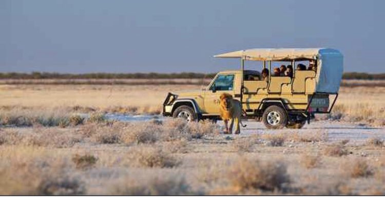 A tourism sector survey has found that Namibian Tourism businesses such as restaurants, hotels, tour guides, transport operators, etc, suffered a 97% drop in demand and a 93% decline in revenue due to COVID-19. <a href="/UNDPNamibia/">UNDP Namibia</a>