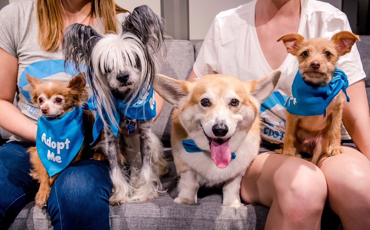 whywefoster's tweet image. NEW EPISODE! 🎉 "The Revolving Door of Foster Pets" – Meet some repeat foster parents who have adopted the foster lifestyle and learn why they’re the key to saving more lives!

Listen on @ApplePodcasts, @Google  Podcasts, @Spotify, or on our website at bit.ly/whywefoster3.