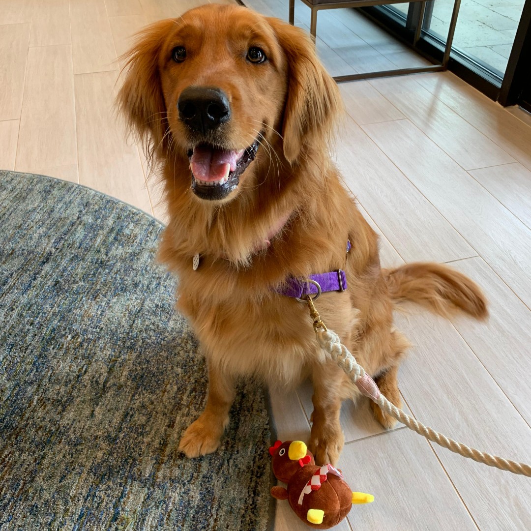 CielLiving's tweet photo. Thank you to all of the Ciel dogs that came by with their pawrents on Friday! 🐾🥰
#WeLoveOurResidents #CielLuxuryLiving #DogLife #PuppyLove #WRHrealty WRH Realty Services, Inc. https://t.co/1g33OGFoKa