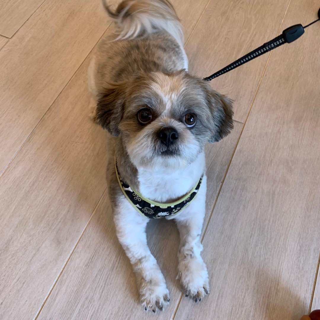 CielLiving's tweet photo. Thank you to all of the Ciel dogs that came by with their pawrents on Friday! 🐾🥰
#WeLoveOurResidents #CielLuxuryLiving #DogLife #PuppyLove #WRHrealty WRH Realty Services, Inc. https://t.co/1g33OGFoKa