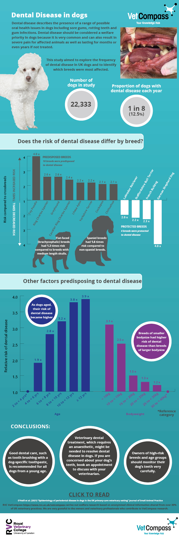 VetCompass on X: 🐹Infographic for the latest paper of the health of pet  hamsters in the UK: Infographic can be accessed here:    / X