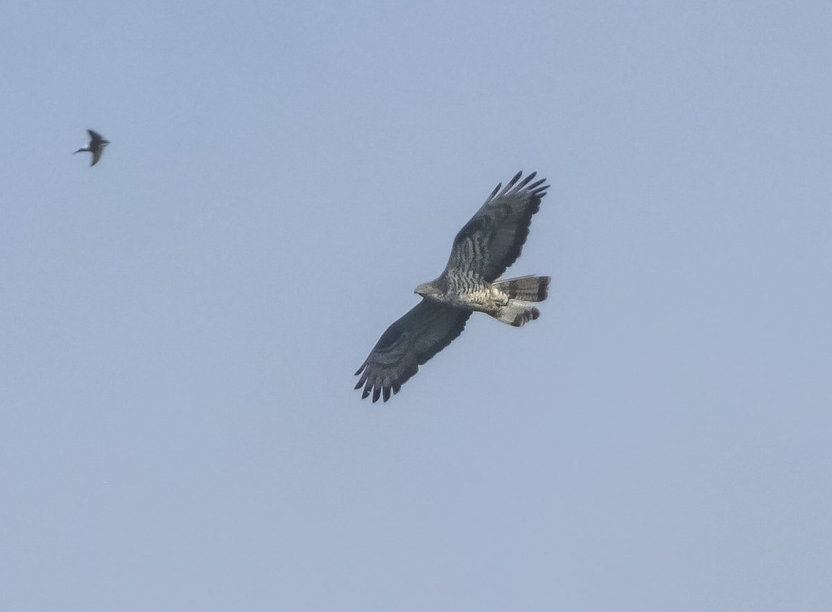 Honey Buzzard, Welbeck this morning (video grab)
taken through a <a href="/SwarovskiOptik/">SWAROVSKI OPTIK</a> STX 85.
<a href="/RareBirdAlertUK/">RareBirdAlertUK</a> <a href="/DonnyBirding/">Donnybirding</a> <a href="/bobubirder/">BOB USHER</a> <a href="/1ChrisHarris/">Chris Harris</a> <a href="/PaulHdigiman/">Paul Hackett</a> <a href="/NottsBirders/">Notts Birdwatchers</a> <a href="/wathingsmecca/">John Hewitt</a>