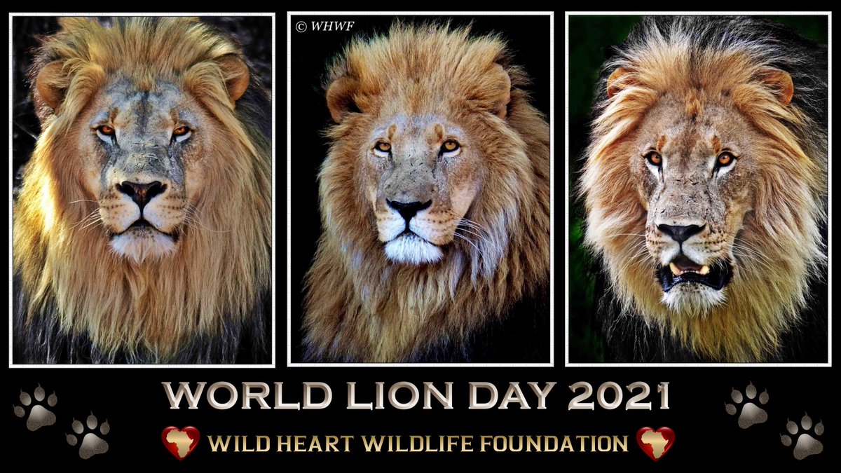 Wildlifeatheart's tweet photo. #WorldLionDay2021 
"Killing me for fun will not make you more of a Man, but it will make you less of a Human".

Less than a century ago, there were more than 200k wild lions in Africa. Today, there are only about 20k left.

#WorldLionDay #WildHeart #EndCannedHunting #WHWF https://t.co/renmR7mNTy