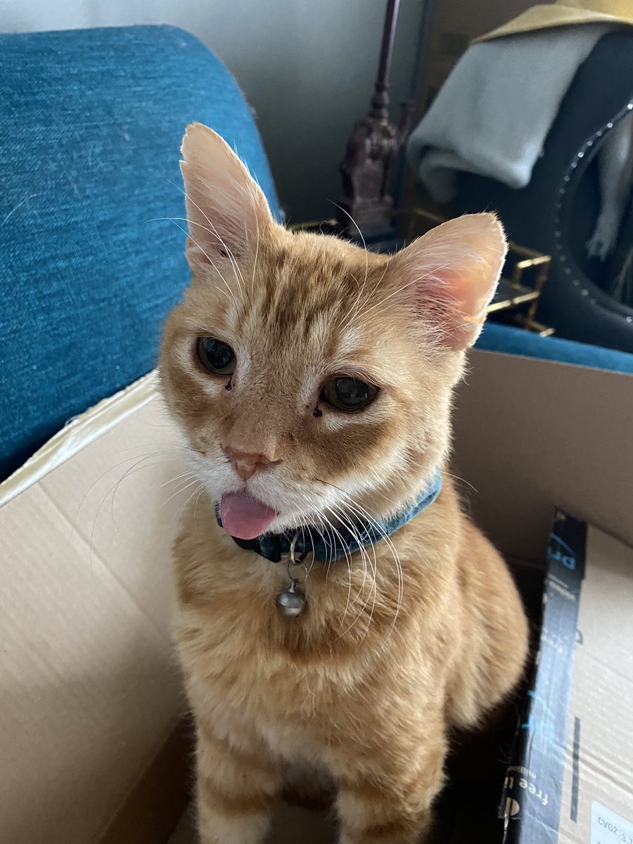 I‘’me still ~ the Sâmë CATe