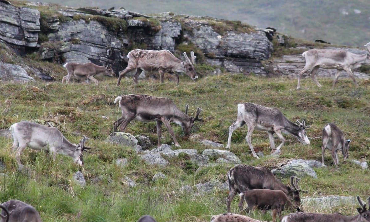 Herbivory Network (@herbivoryn) on Twitter photo Reindeer grazing history determines the responses of subarctic soil fungal communities to warming and fertilization. Hot off the press in <a href="/NewPhyt/">New Phytologist</a> by Saija Ahonen et al. <a href="/UniOulu/">University of Oulu</a> <a href="/Arctic_Centre/">Arctic_Centre</a> <a href="/lunduniversity/">Lund University</a> @LukeFinlandInt See nph.onlinelibrary.wiley.com/doi/10.1111/np… & herbivory.lbhi.is/2021/08/10/rei… Reindeer grazing history determines the responses of subarctic soil fungal communities to warming and fertilization. Hot off the press in <a href="/NewPhyt/">New Phytologist</a> by Saija Ahonen et al. <a href="/UniOulu/">University of Oulu</a> <a href="/Arctic_Centre/">Arctic_Centre</a> <a href="/lunduniversity/">Lund University</a> @LukeFinlandInt See nph.onlinelibrary.wiley.com/doi/10.1111/np… & herbivory.lbhi.is/2021/08/10/rei…