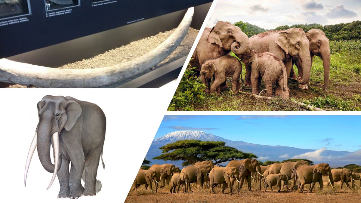 In occasione della Giornata Mondiale dell’Elefante, giovedì 12 agosto il #MuseoCasaldePazzi ripercorre online la complessa storia evolutiva di questo pachiderma tra Pleistocene ed età contemporanea. L’incontro si svolge sulla piattaforma Google Meet bit.ly/3lD6NRC #aMICi