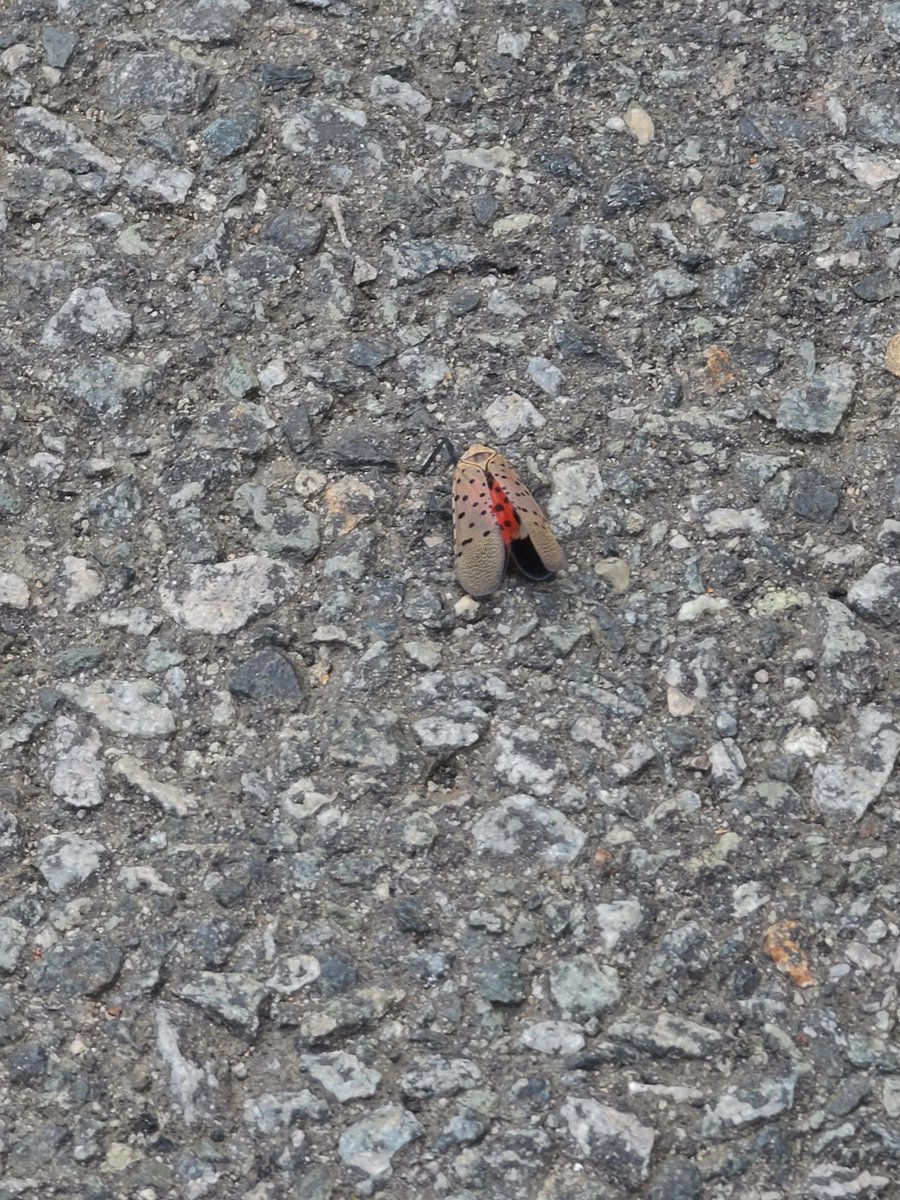 kMariex456's tweet image. My peeps ! Can someone tell me what this is? Is this a baby Cicada or did my eyes just find something exotic ?! 🤣😅 part lady bug part Cicada ! #bugs #helpmeidentify #whatsthatpokemon