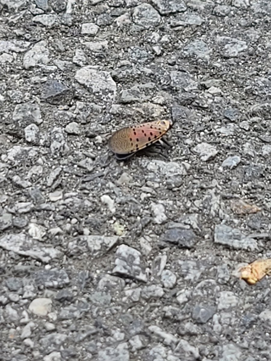 kMariex456's tweet image. My peeps ! Can someone tell me what this is? Is this a baby Cicada or did my eyes just find something exotic ?! 🤣😅 part lady bug part Cicada ! #bugs #helpmeidentify #whatsthatpokemon