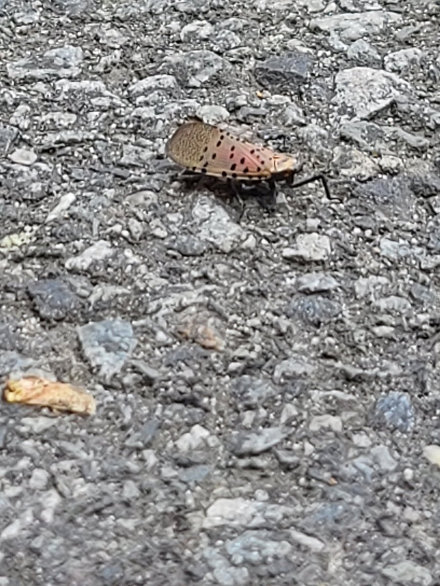kMariex456's tweet image. My peeps ! Can someone tell me what this is? Is this a baby Cicada or did my eyes just find something exotic ?! 🤣😅 part lady bug part Cicada ! #bugs #helpmeidentify #whatsthatpokemon