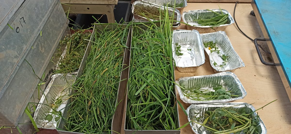 That's one happy crew of botanical separators working on the <a href="/wearegerminal/">Germinal</a> diverse sward mixtures planted <a href="/NUFarms/">NU Farms</a> this spring <a href="/Agric_HD/">Dr Hannah Davis</a> @GarethHancock13 <a href="/hg_agriculture/">Harriet Gallagher</a>
