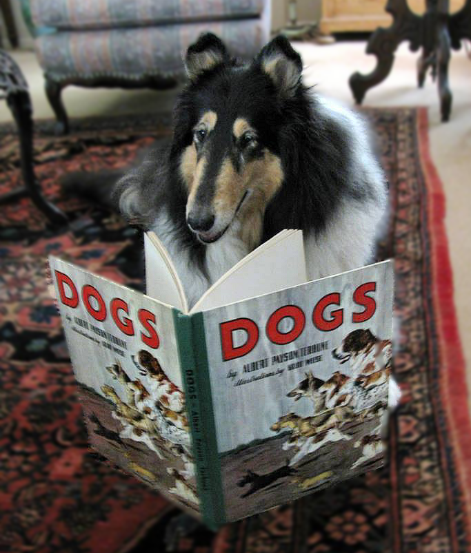 UtahPetPartners's tweet photo. Yesterday was National #BookLoversDay.  Did you know that reading aloud to an animal can boost a child's literacy skills? Plus, it quadruples the fun!🥰
Some of our teams participate in #ReadWithMe at libraries but even your family pet can help- #WeAreAllEars   #utahpetpartners https://t.co/qpm2FmdGK3