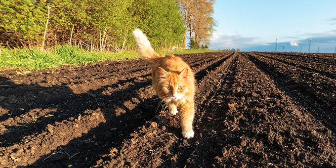 "There is a lack of awareness amongst the general public that these cats exist"

RSPCA launches farm cat rehoming campaign
vetcommunity.com/vc/newsitem/?s…

<a href="/RSPCA_official/">RSPCA (England & Wales)</a> #veterinary #Farmers #CatsOfTwitter