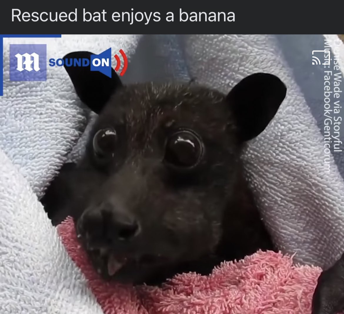 Morcego resgatado desfruta de uma banana Classifique essa tradução Rescued bal enjoys a banana Rescued bat enjoys a banana tescued bat enjoys - iFunny Brazil