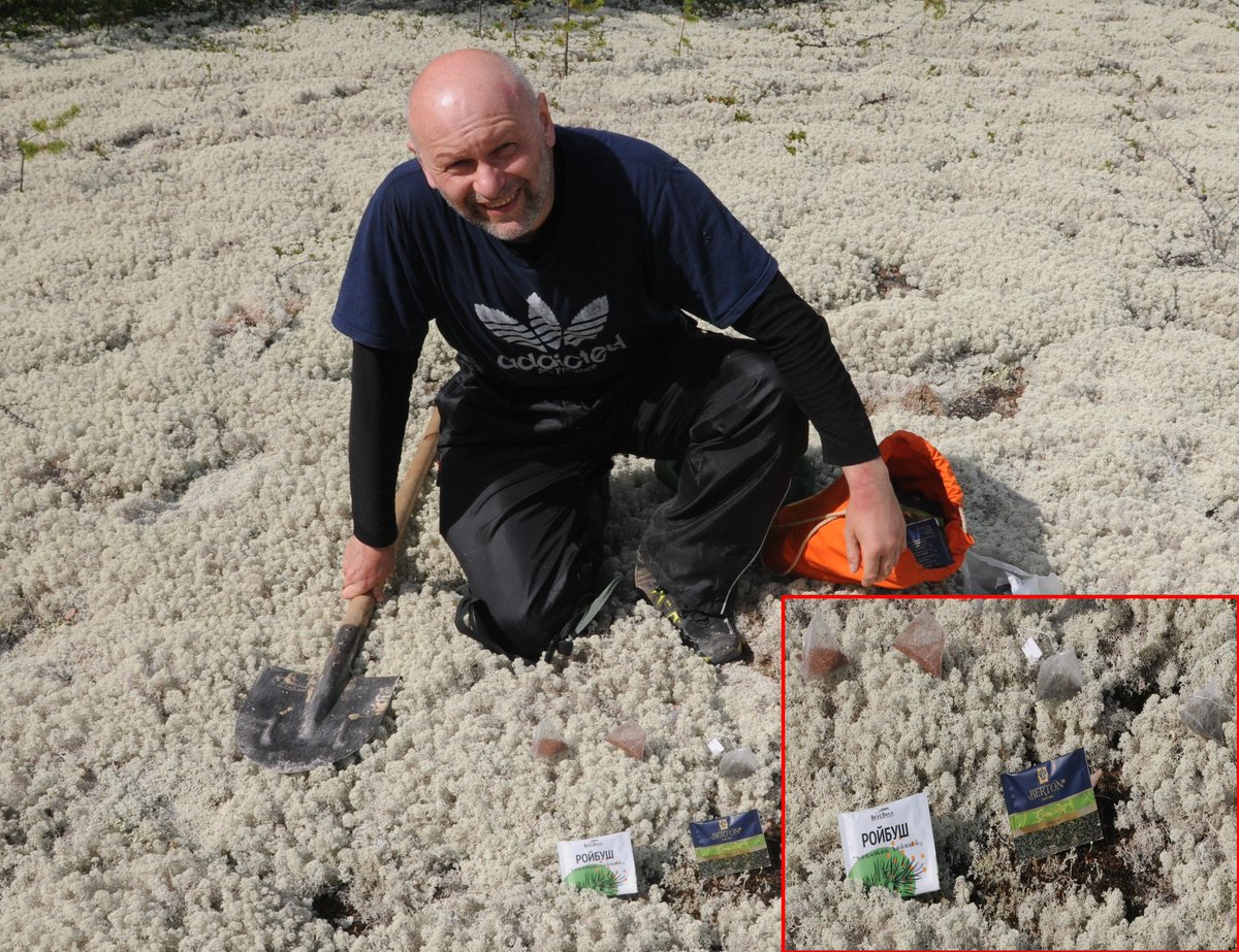 ykuzyakov's tweet photo. #Decomposition #experiments in Russian #lichen #tundra for @TeaBagIndex to assess #microbialactivity in #permafrost #soil https://t.co/t596Xtkgn5