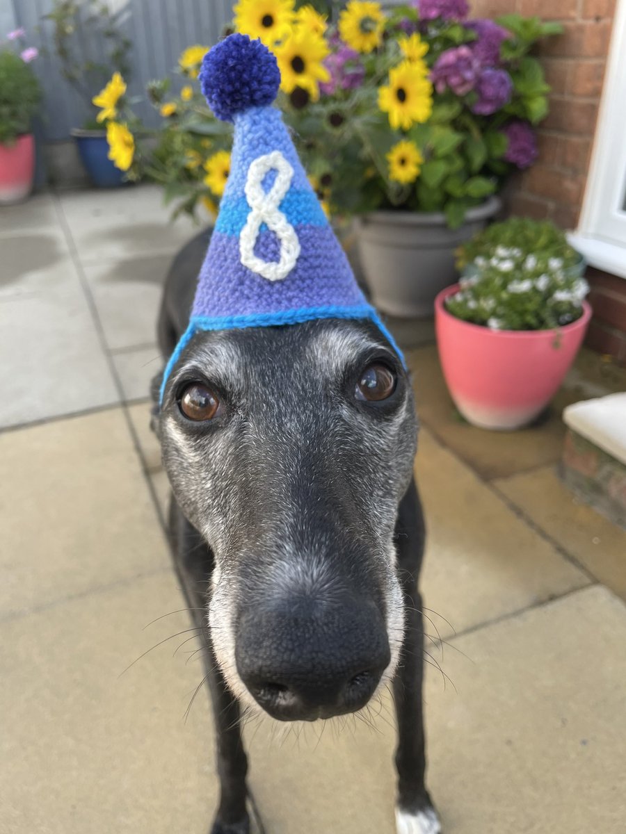 Stan is 8 today !! He may be blind but he can still pose for the camera 🥰 #DogsofTwittter #RescueDog #whippet #whippetsoftwitter #cute #crochet