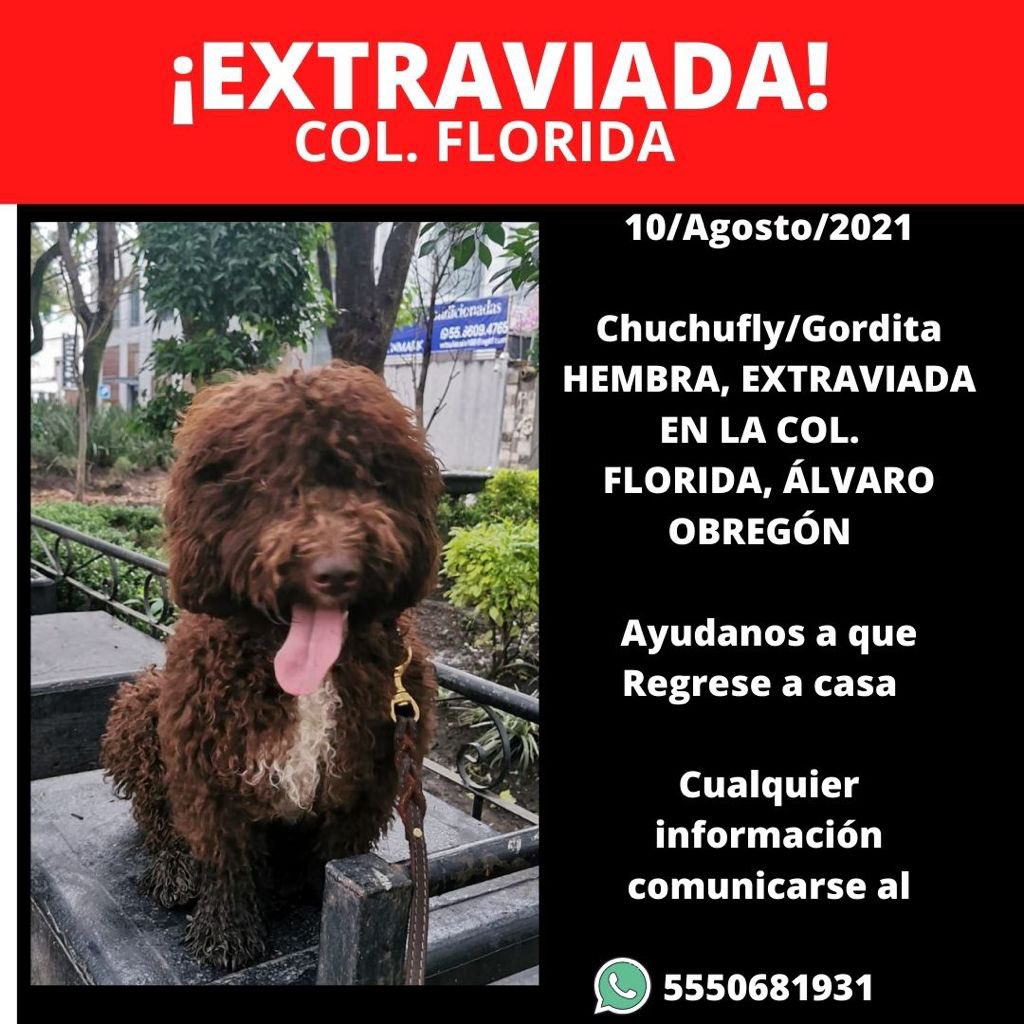 RT por favor. <a href="/PrrosPerdidosMX/">PerrosPerdidosMx</a> <a href="/MascotasSismo/">Mascotas Sismo</a> <a href="/ColoniaFlorida/">Colonia Florida</a> <a href="/defensaFlorida/">DefensaColFlorida</a>