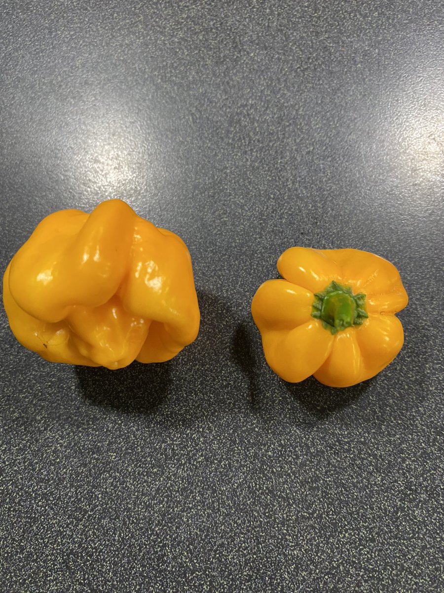 Konawerks's tweet photo. First of many Jamaican Scotch Bonnets. #igrowhotpeppers #hotpeppers #urbanfarming #urbanfarm #growyourownfood #TheBack40 #NEMpls https://t.co/i3e9h6g1dD