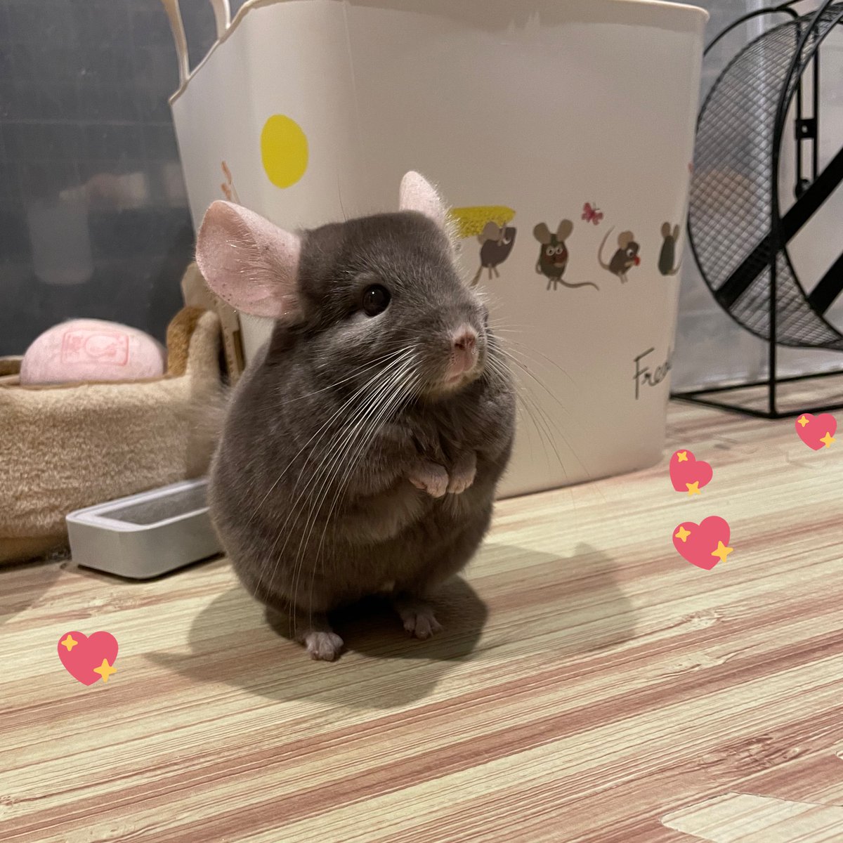 後ろのフレデリックのまねっこ🧸໒꒱*° #chinchilla #チンチラ