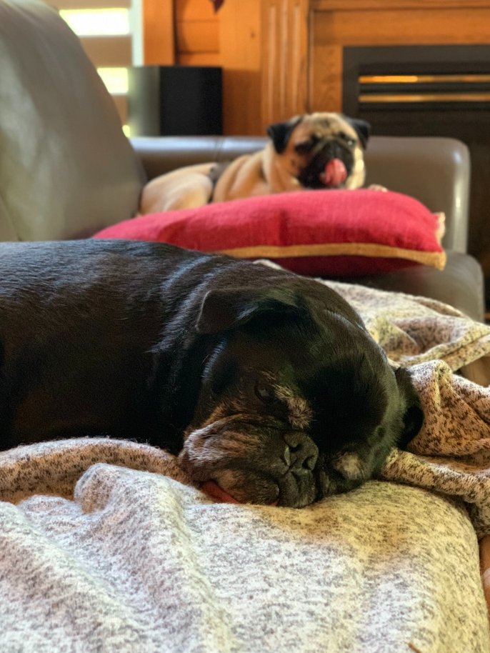 EdiethePug's tweet photo. Too hot to be bothered today
#StayCool #NoHotDogs #PressPaws https://t.co/rjsbreQPae