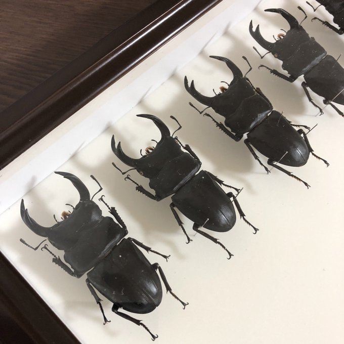 オオクワガタのtwitterイラスト検索結果