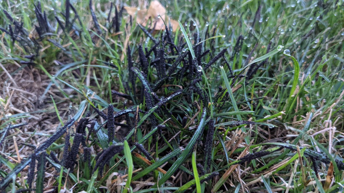 troydcarson's tweet image. Anyone know what this might be? Almost looks to be in a fairy ring pattern. @UTTurfPath @VTTurfPath @UCONNturfpath