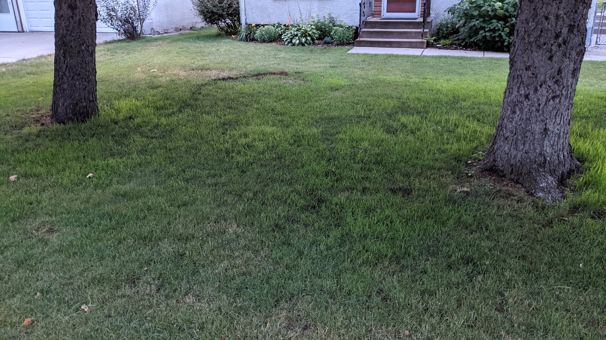 troydcarson's tweet image. Anyone know what this might be? Almost looks to be in a fairy ring pattern. @UTTurfPath @VTTurfPath @UCONNturfpath