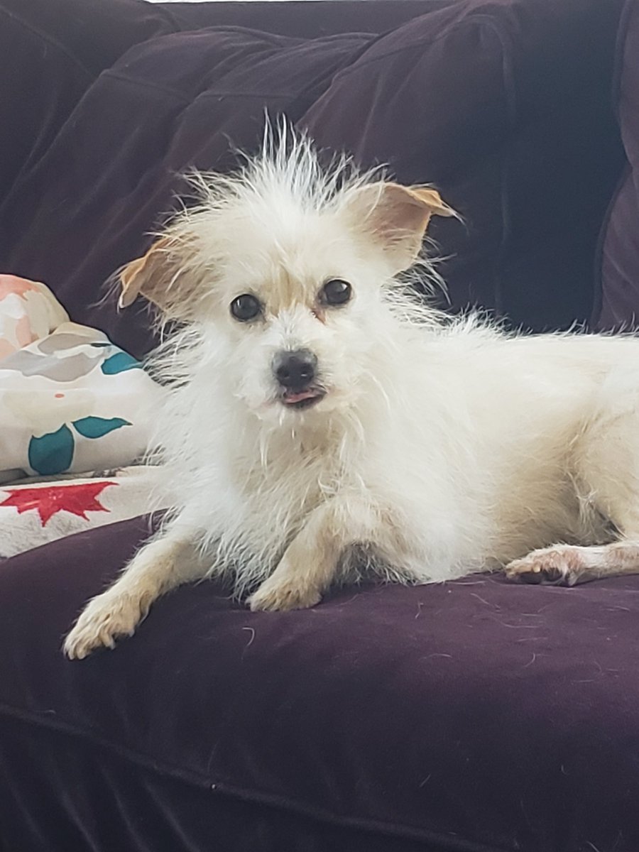 Kate13731934's tweet photo. @binnie_here @KarlJacobs_ @Ranboosaysstuff @ranaltboo here's a pic if my dog https://t.co/hWOrwRIwFq