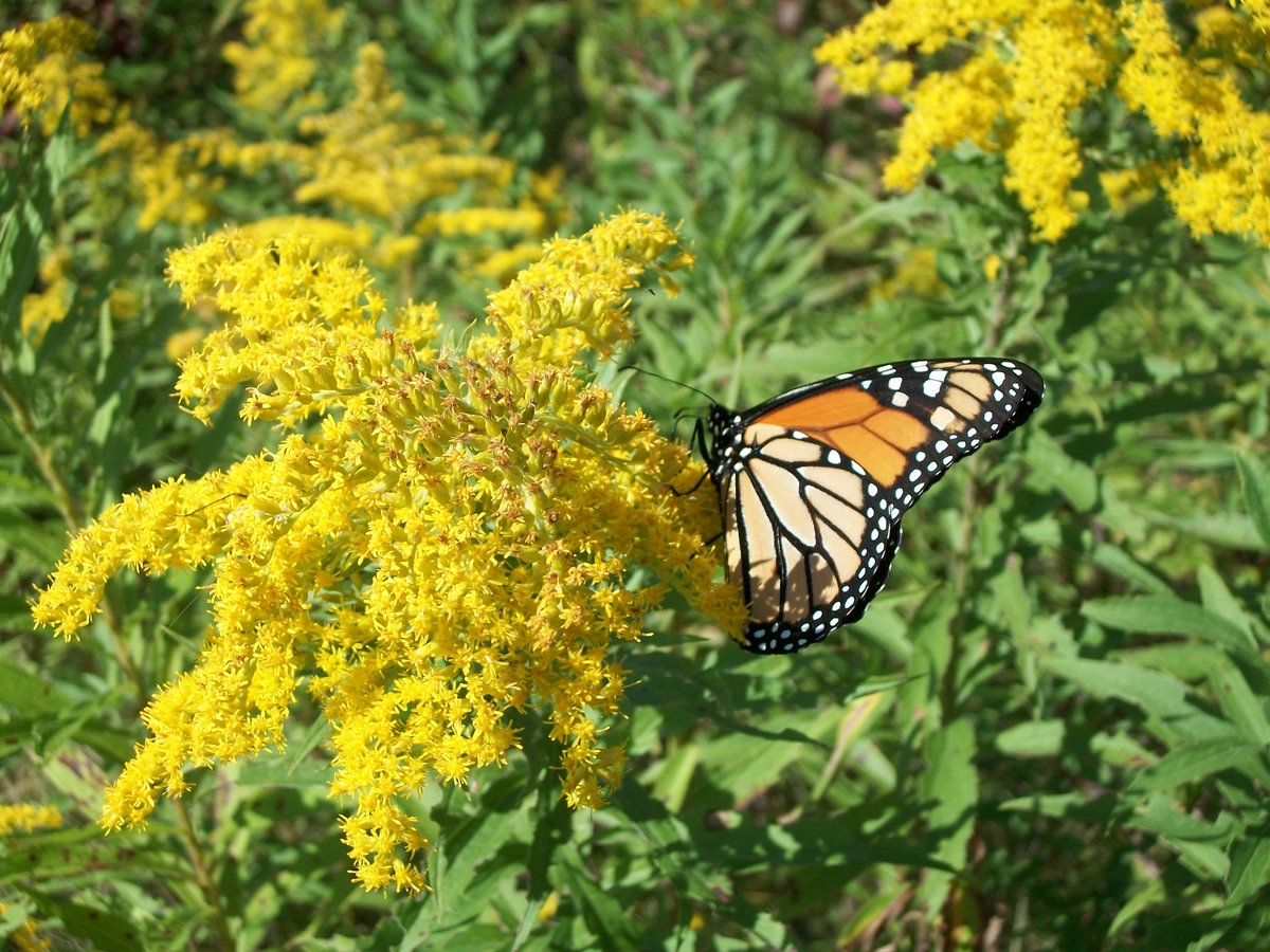 TRCA_HQ's tweet image. Tommy Thompson Park is an important wilderness on the Toronto waterfront that is vital to many species of wildlife. 

If you see parties or behaviour that could be detrimental to the natural state of the park and the species within it, please call 416-808-2222