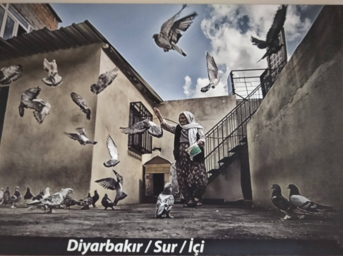 Güvercin besleyen Diyarbekirli bir ninemiz.(Fotoğraf: Mehmet Kılıçoğlu)