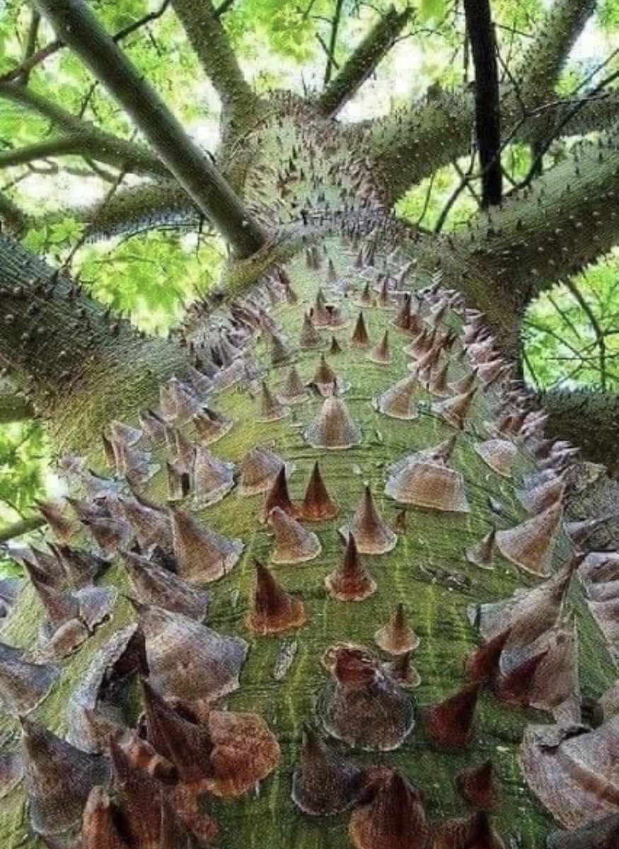 Today it’s all about self preservation! #lifegoals #trees #thicktrunktuesday <a href="/keeper_of_books/">Adam Treeshepherd Rutsch</a> <a href="/arborsmarty/">Trees etc.</a> <a href="/TaraMahakaal/">Tree Friend</a> <a href="/sacred_trees/">紫</a> <a href="/TreesPics/">Trees</a> <a href="/AncientTreesATF/">Ancient Tree Forum</a> <a href="/Sunstormed/">❥ ✦ Sunstormed ✧ ∞</a> <a href="/ClaireM60216946/">Claira Lynne</a> <a href="/TheKentAcorn/">The English Oak Project</a> <a href="/ArbAssociation/">Arboricultural Association</a> <a href="/mathilebrandts/">mathile</a> #selflove #NaturePhotography