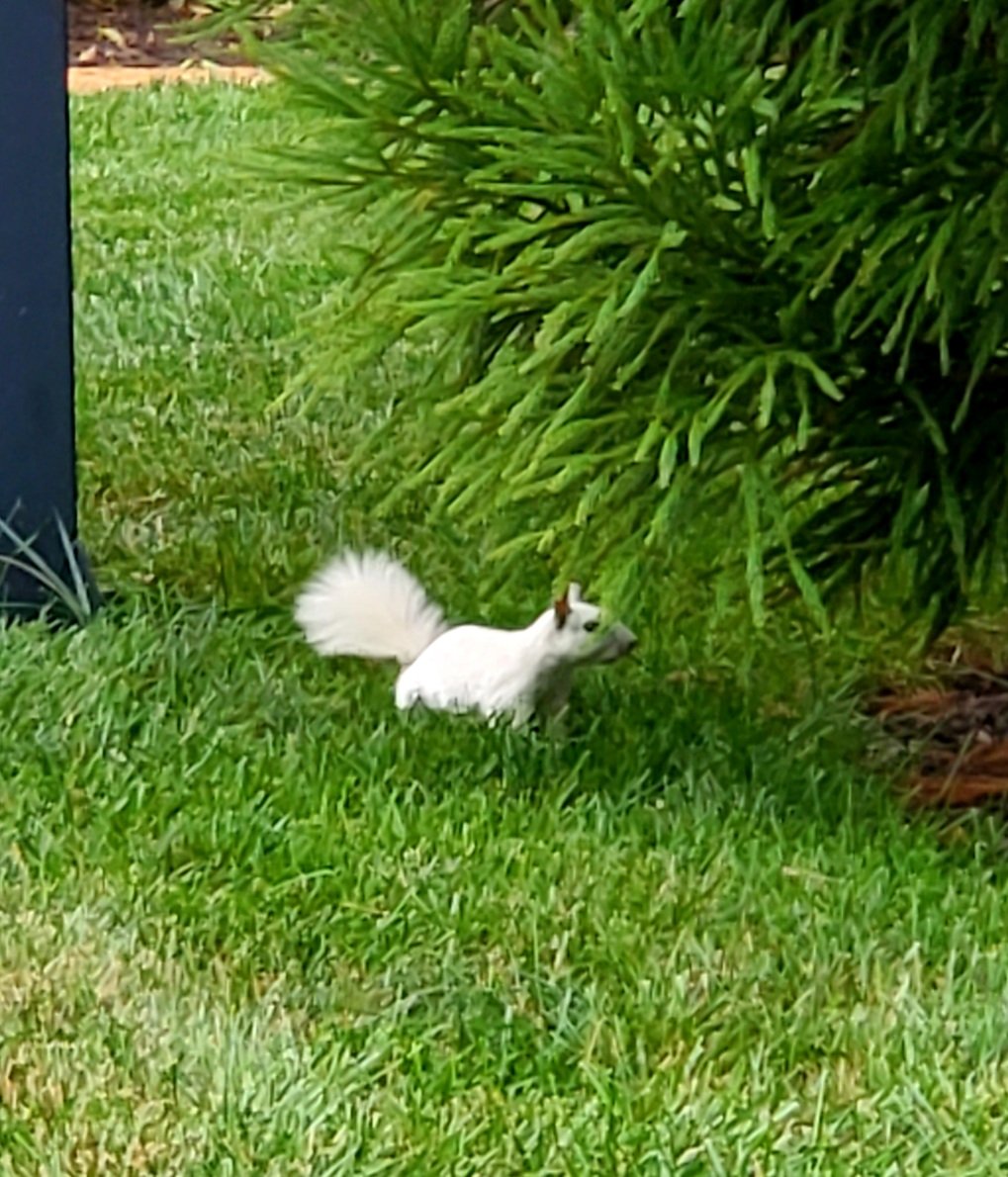 Spotted the legendary white squirrel rummaging in the neighborhood. Maybe we will adopt him as a pet?