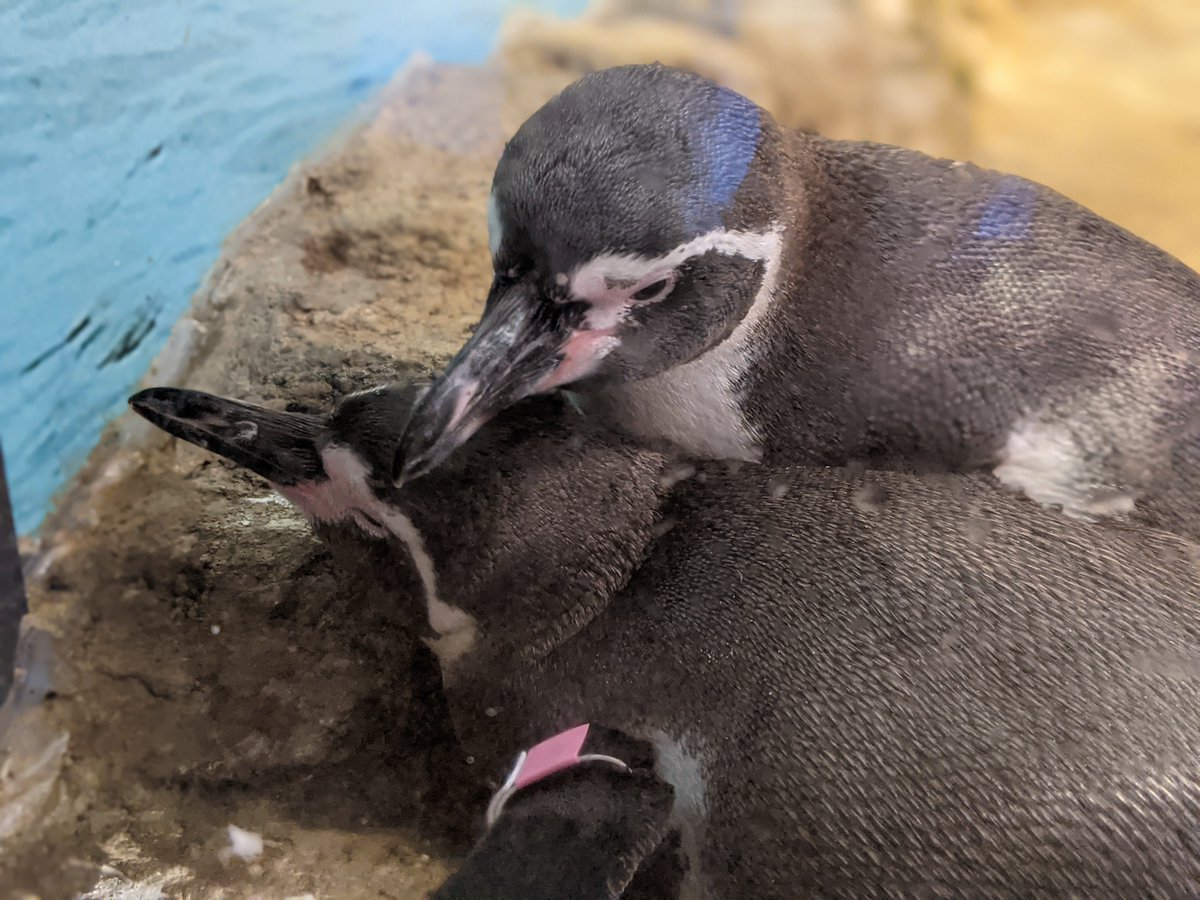 AqNiagara's tweet photo. Sibling snuggles don't stop just because they're all grown up!
#smitty #jules #juvenilepenguins #humboldtpenguins #penguins #snuggles #siblingsnuggles https://t.co/RUPP9w56W2
