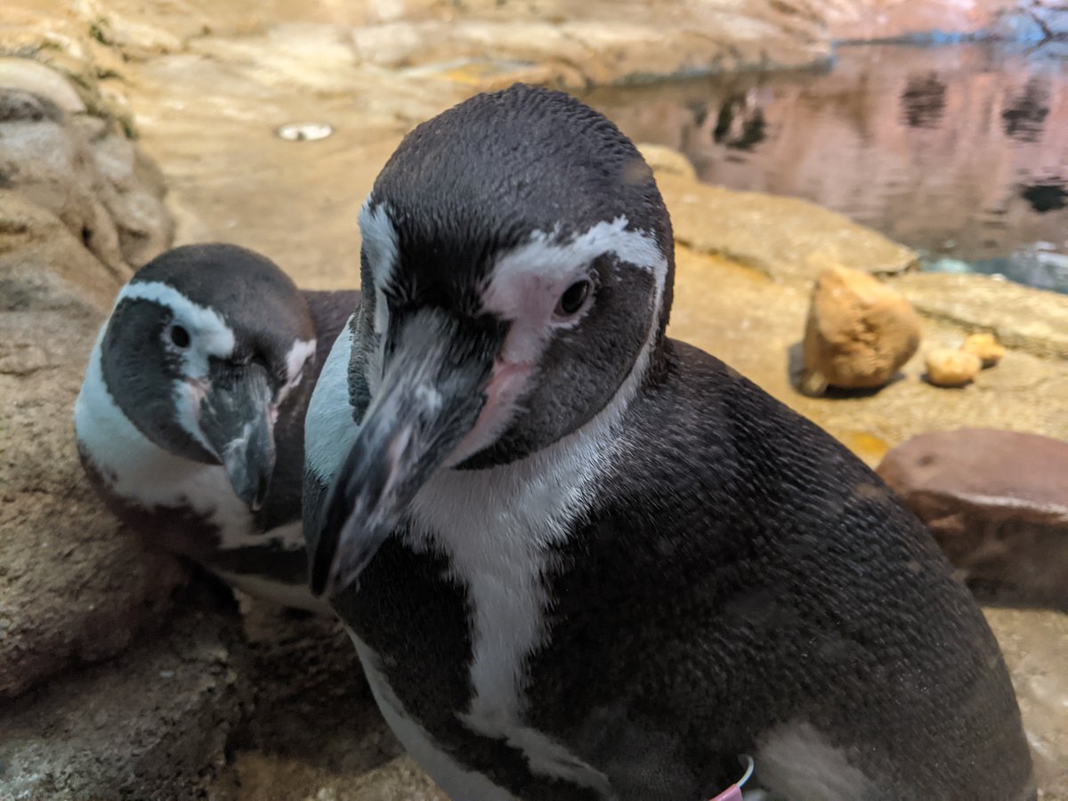AqNiagara's tweet photo. Sibling snuggles don't stop just because they're all grown up!
#smitty #jules #juvenilepenguins #humboldtpenguins #penguins #snuggles #siblingsnuggles https://t.co/RUPP9w56W2