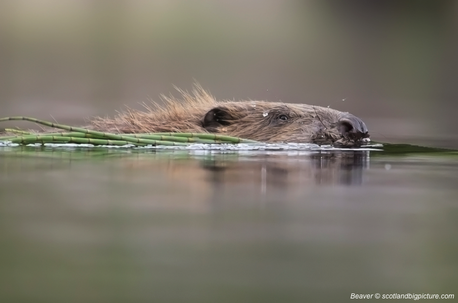 LGSpace's tweet photo. There's a nature emergency. Only yesterday @UN said climate breakdown is code-red. Yet today @nature_scot says over 200 beavers in Scotland have been officially killed since the species became protected. Relocate beavers instead, says @treesforlifeuk. See https://t.co/rt6gLlbuid https://t.co/xMonhw3lpo