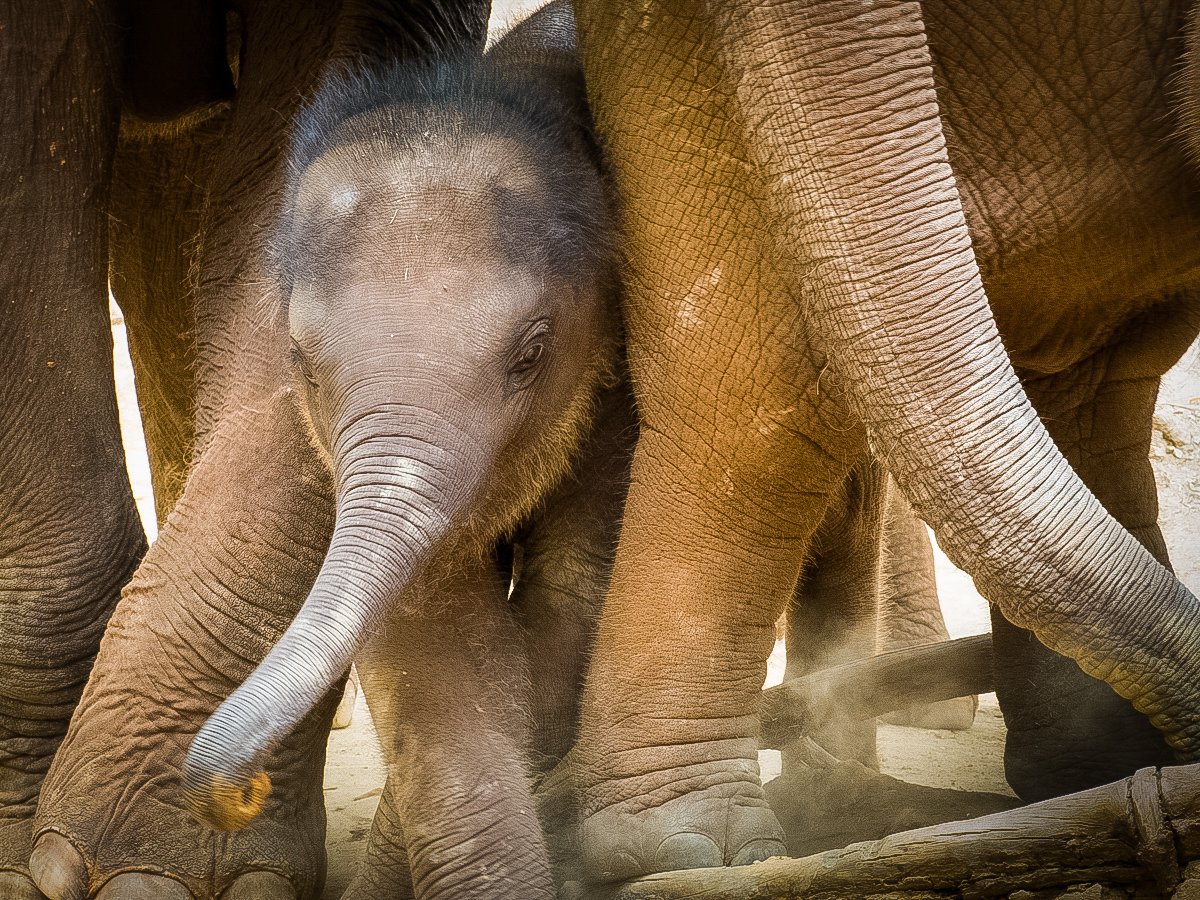 ExplorersClub's tweet photo. #WorldElephantWeek, a collaboration w/ @wrldelephantday, continues tonight at 7PM ET w/ an intro from our VP for Conservation @jmarkfowler, "#Elephants & Espionage" w/ @BryanChristy, a panel discussion, & a live Q&A w/ the audience.
👉https://t.co/fXkjqczHsF #ExploreElephants https://t.co/AYYAWoLQtO