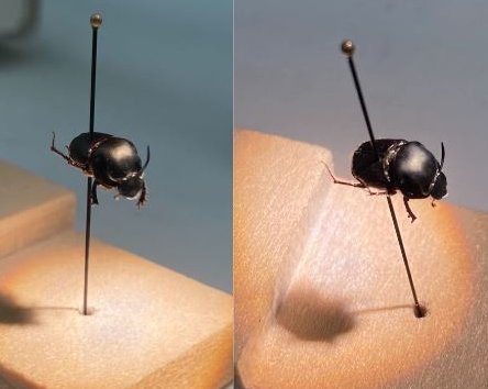 We have a true romantic on our hands today folks! Say hello to the horned dung beetle. He's a real hunk!