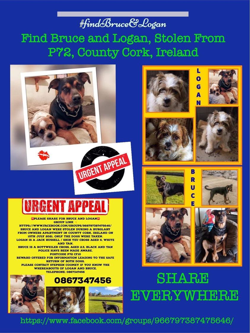 Bruce & Logan were #stolen during a burglary from owners apt in #CountyCork #Ireland on 15/7/21.Only the dogs were taken. Logan is a male #JackRussell / #ShihTzuX 6yo white/tan. Bruce is a male #RottweilerX 2.5yo, Black/Tan. Garda informed. facebook.com/groups/findbru… #dogsoftwitter