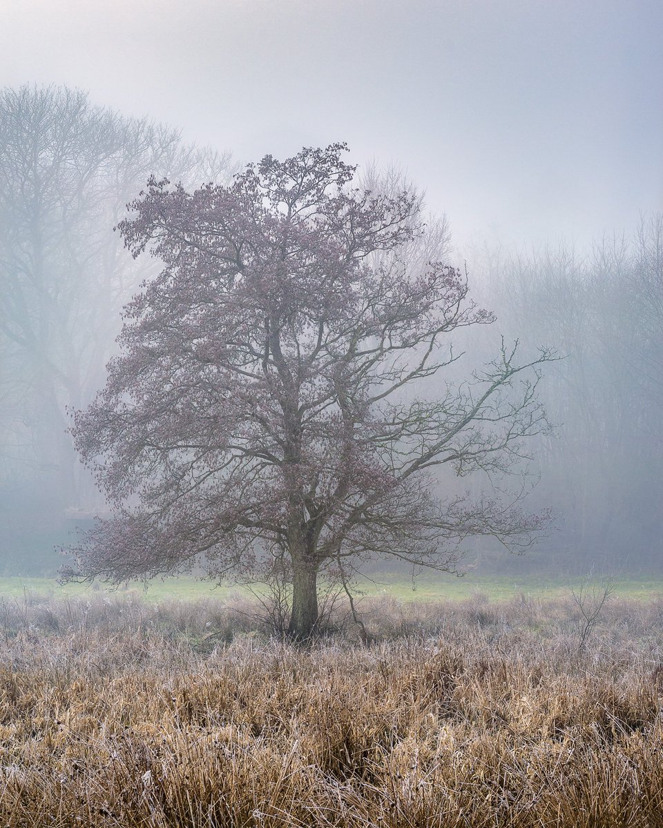 KristianVillad2's tweet photo. Trees and fog goes hand in hand this image is from a foggy morning earlier this year hope to get one of those foggy mornings soon again #landscapephotography #landscapephoto #fog #woodlandphotography #treephoto #forestphotography https://t.co/y0ae2VZhHm