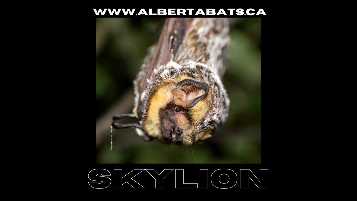 #WorldLionDay2021 Maybe not a full-sized lion but the only one that flies. #HappyLionDay #SkyLions are the #BestLions #AlbertaBats