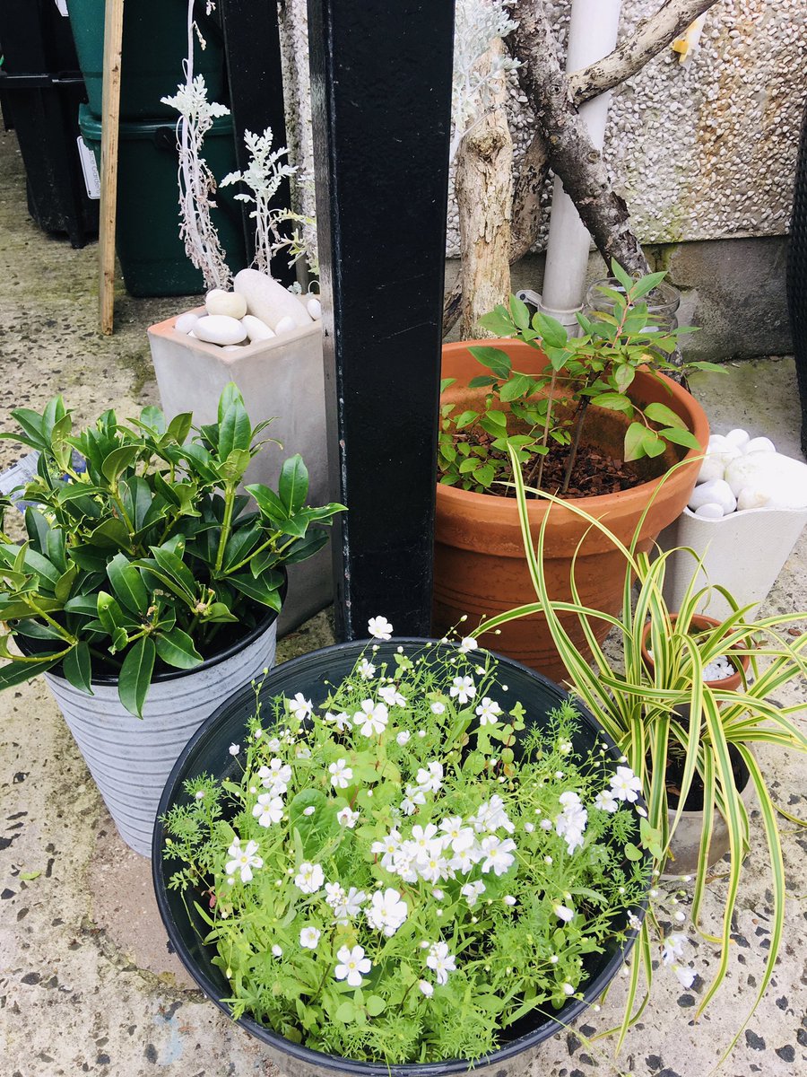 chrisspirit84's tweet photo. Day10 @WeAHPs #WeActiveChallenge #AdminActive - Pottering about in my #PurpleRain βοΈ patioπΊgardenπ @MJBreakfast @SportyNeesy #GardeningTwitter #gardendesign #BeActive @PaulaCahalan @amhNI @bfastmenshealth @liverprehabPT @BelfastTrust #myphysicalphoto @OranMcFlynn #greenfingers https://t.co/dUo0gwrvzs