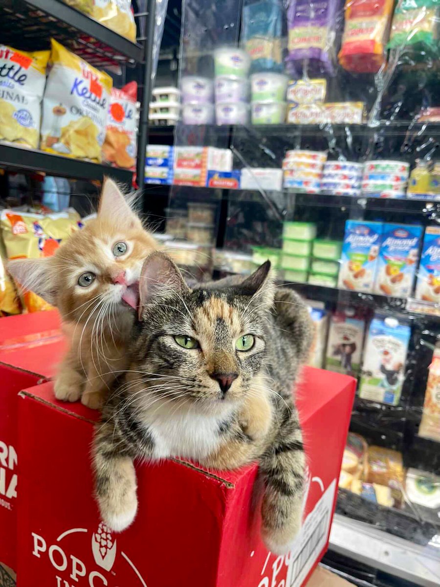 Bodega Cats (@bodegacats_) on Twitter photo 