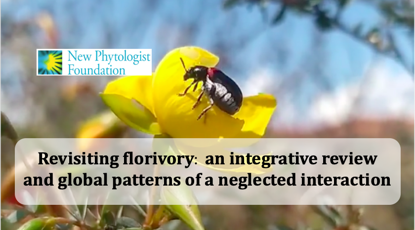 for_synthesis's tweet photo. #Florivory is an ancient #interaction which has rarely been quantified owing to a lack of standardized protocols... this begins to change now! 
Check out this new paper published at @NewPhyt  https://t.co/xD72uY4YJJ
#CSEC #insect #ecology #review #flower #herbivory #plantinsect https://t.co/WhsjTzv1Yu