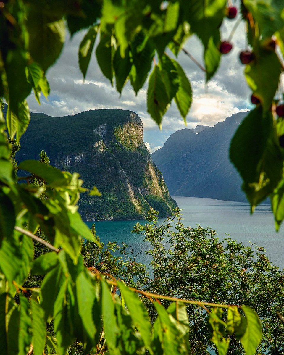 RogerDAHL12's tweet photo. Seifonna
_
Eating cherries right from the tree with a view to Seifonna.
The start of Geiranger-Herdalen protected landscape that is on the UNESCO world heritage list. https://t.co/QyVfC6Ft8E