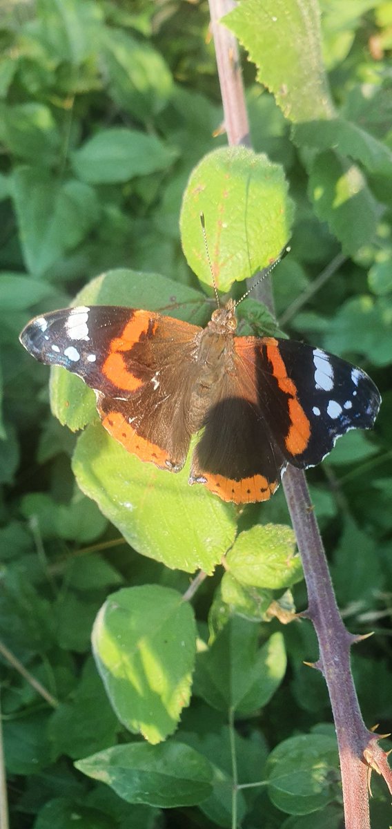 ibrahim emiroğlu (@ibrahimlaz53) on Twitter photo 