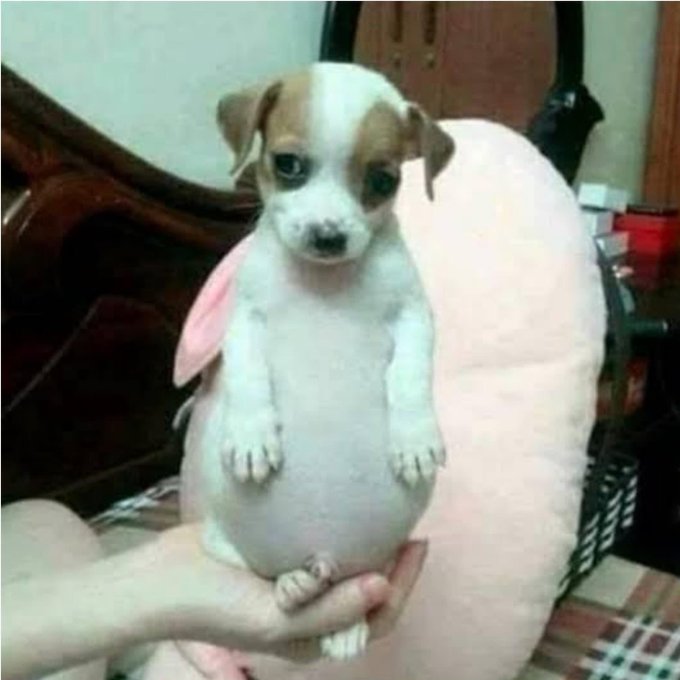 Acabo de tomar leche con lactosa, estoy lista para andar con el estomago del perrito panz&oacute;n https://t<a href="/tag/newprofilepic"class="tags"><span>#newprofilepic</span></a>