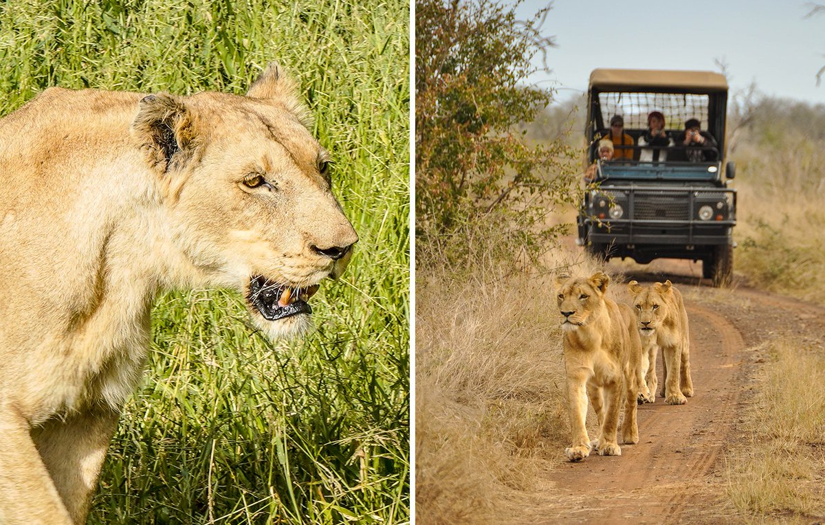 eswatinitourism's tweet photo. On #WorldLionDay, where better to get up close to these magnificent big cats than in Big Game Parks' Hlane Royal National Park! ๐ฆ๐
#EswatiniAwaits #Eswatini #AWonderAwaits #ExploreEswatini
๐ธ Jonathan Ramael / John Hale https://t.co/cw7KGrO0U6