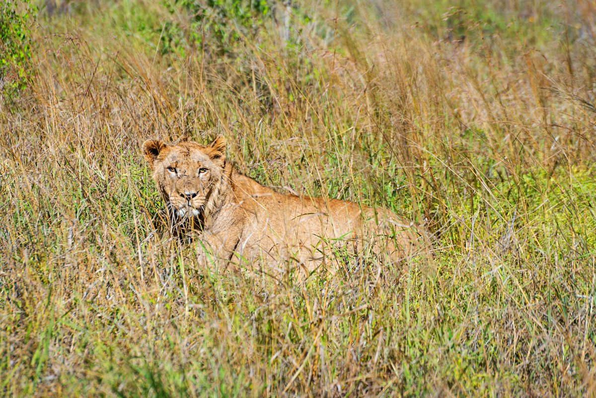 eswatinitourism's tweet photo. On #WorldLionDay, where better to get up close to these magnificent big cats than in Big Game Parks' Hlane Royal National Park! ๐ฆ๐
#EswatiniAwaits #Eswatini #AWonderAwaits #ExploreEswatini
๐ธ Jonathan Ramael / John Hale https://t.co/cw7KGrO0U6